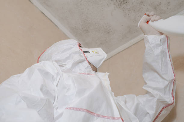 Best Mold Removal Specialists  in Green Valley, AZ