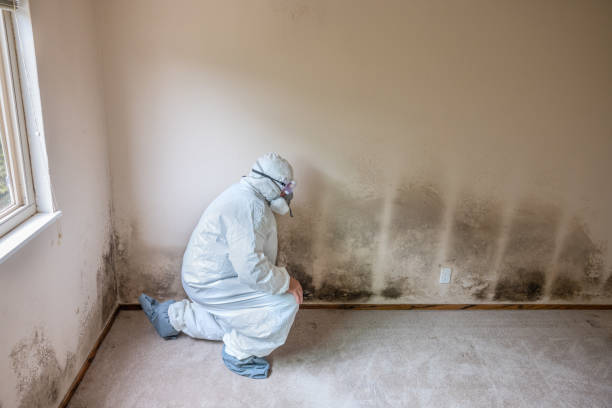 Best Fast Mold Removal  in Green Valley, AZ